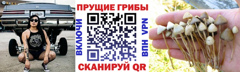 как найти наркотики  Кыштым  Галлюциногенные грибы мицелий 